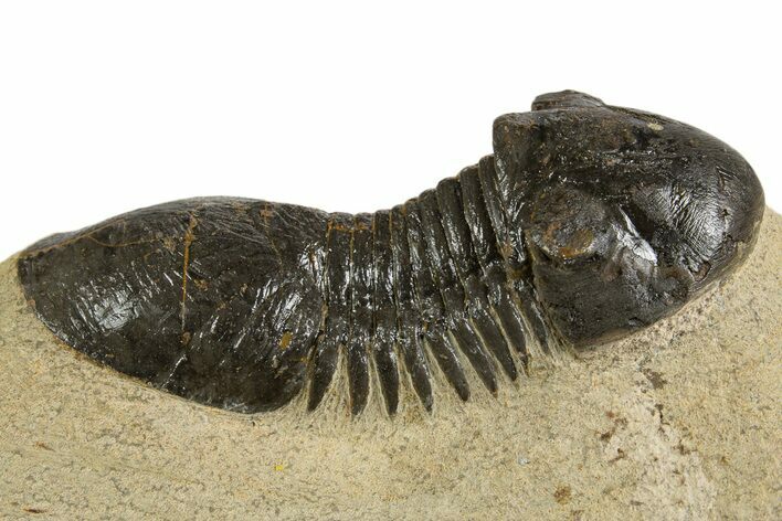 Bargain Paralejurus Trilobite Fossils - 2 to 3" - Photo 1